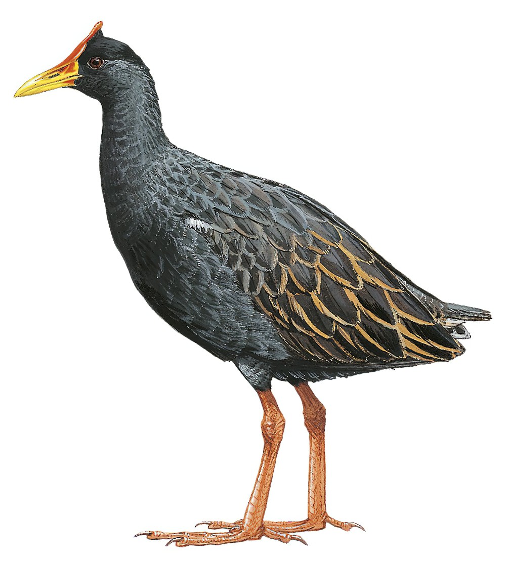 Watercock / Gallicrex cinerea