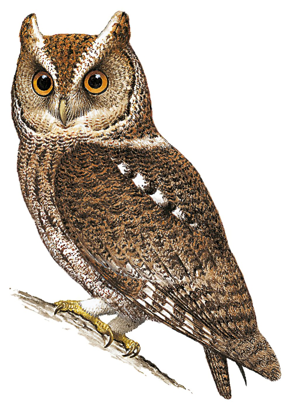 Rajah Scops-Owl / Otus brookii