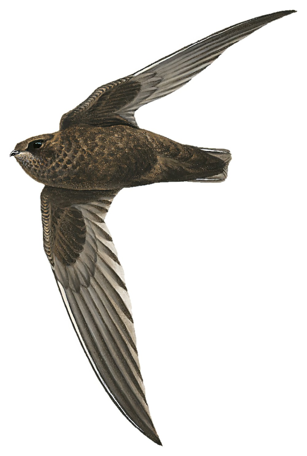 White-chinned Swift / Cypseloides cryptus