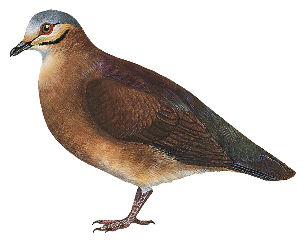 Chiriqui Quail-Dove / Zentrygon chiriquensis