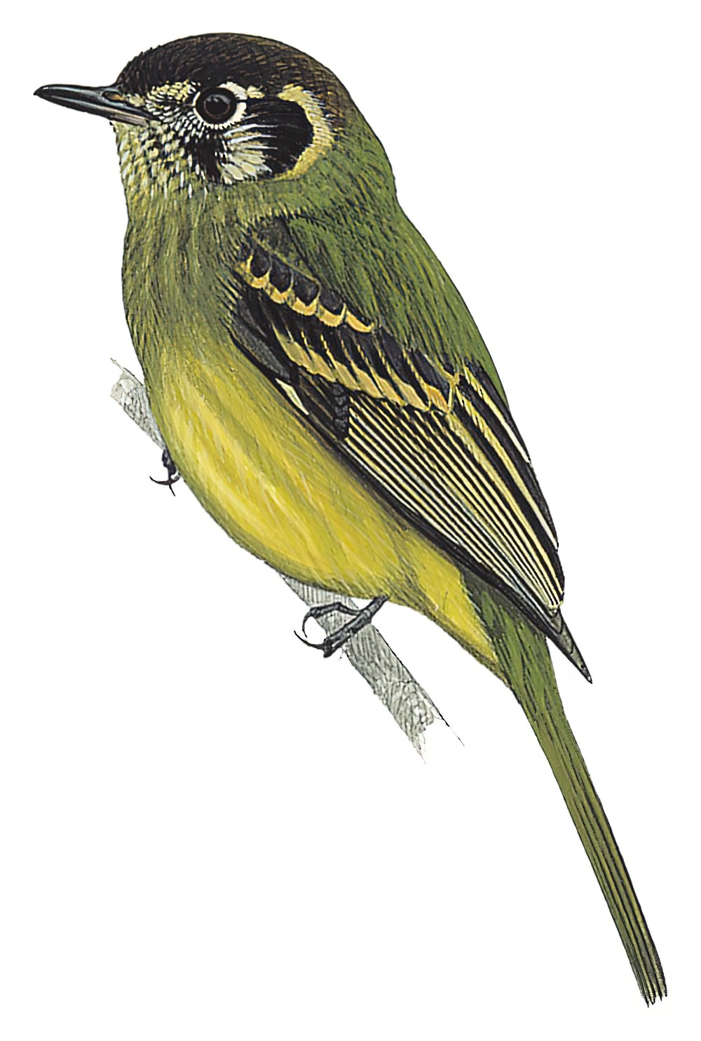 Sepia-capped Flycatcher / Leptopogon amaurocephalus