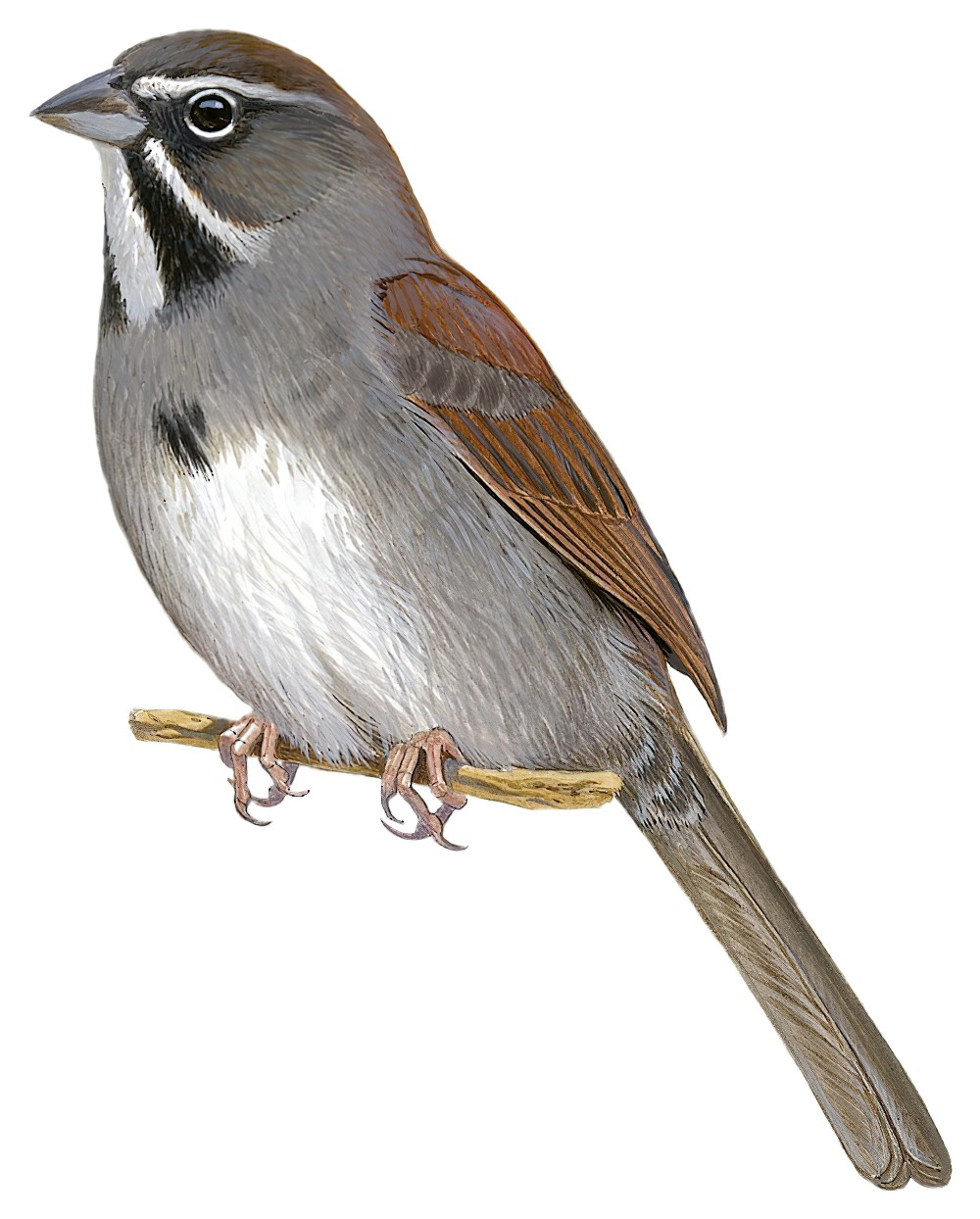 Five-striped Sparrow / Amphispiza quinquestriata