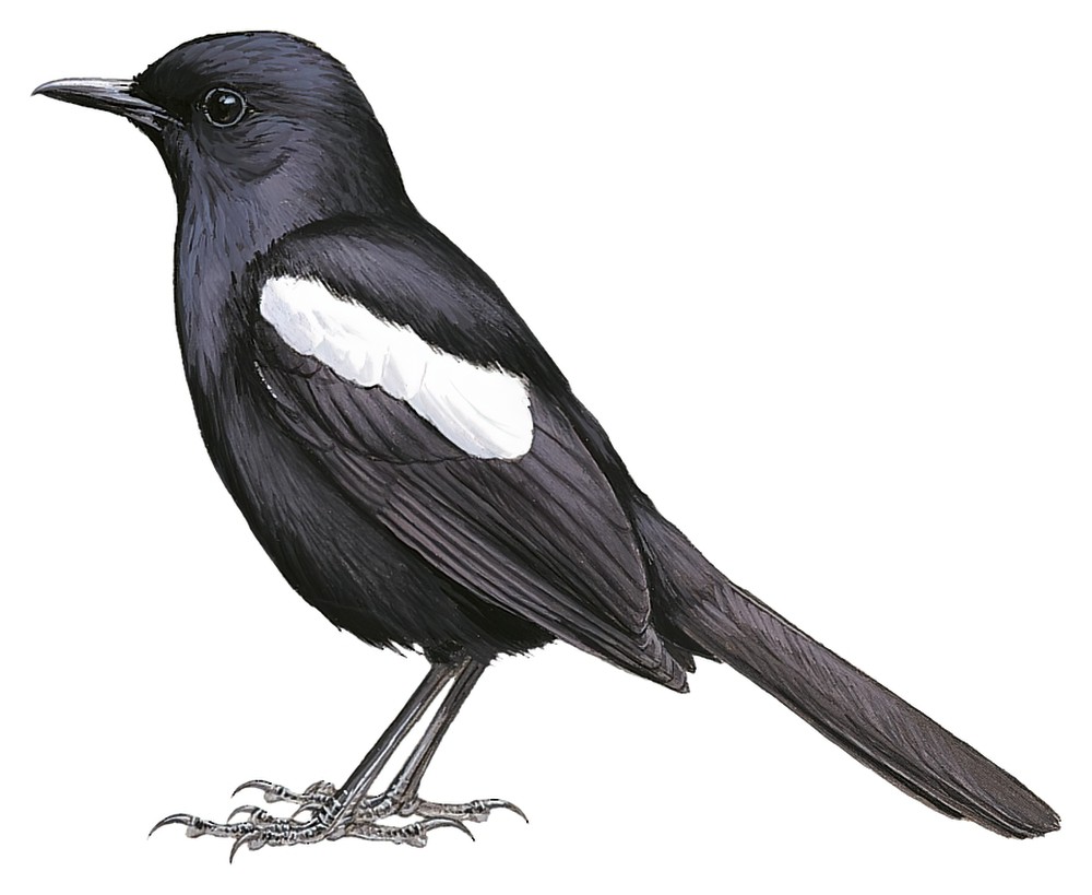 Seychelles Magpie-Robin / Copsychus sechellarum