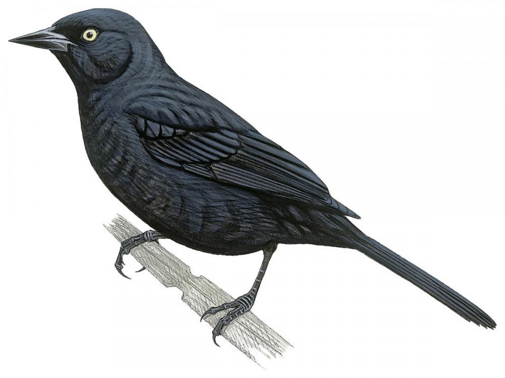 Pale-eyed Blackbird / Agelasticus xanthophthalmus