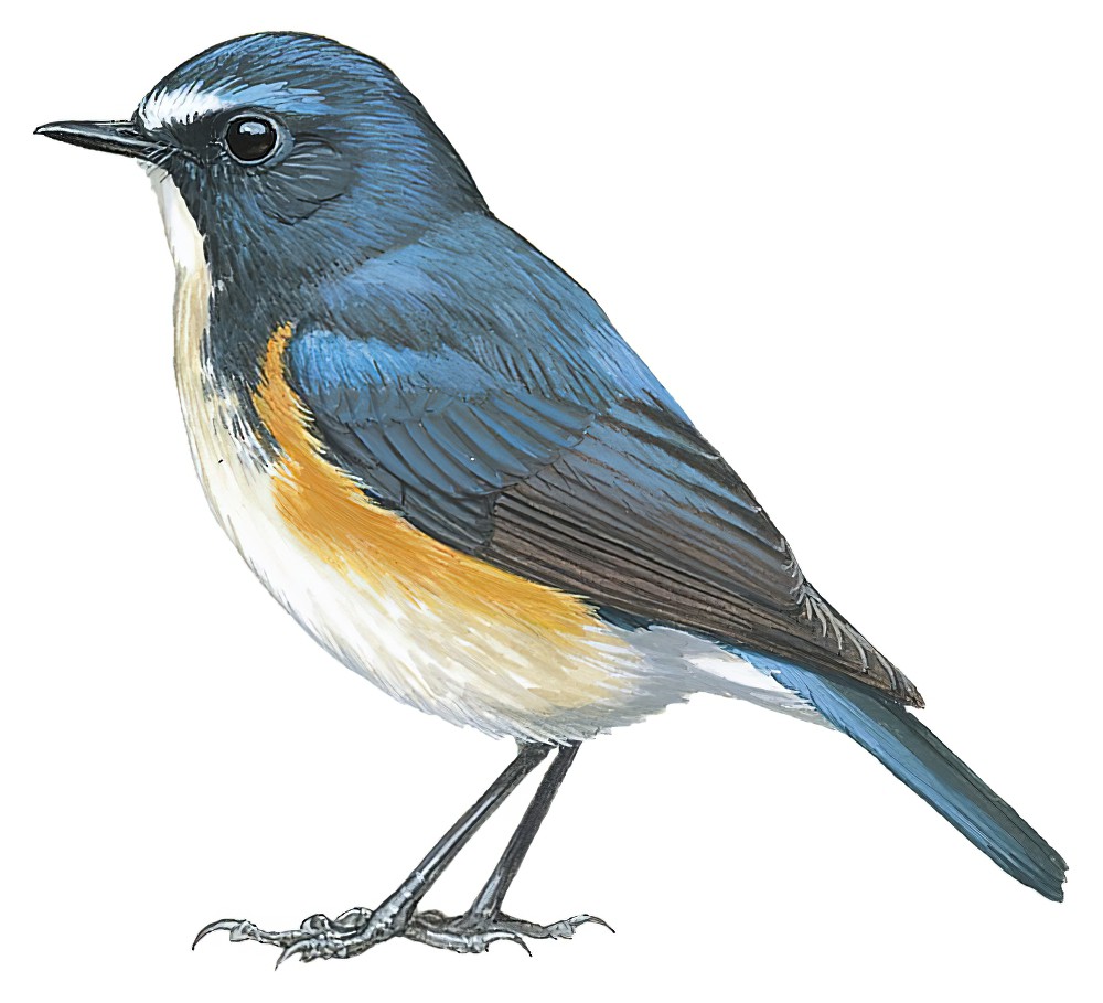 Red-flanked Bluetail / Tarsiger cyanurus