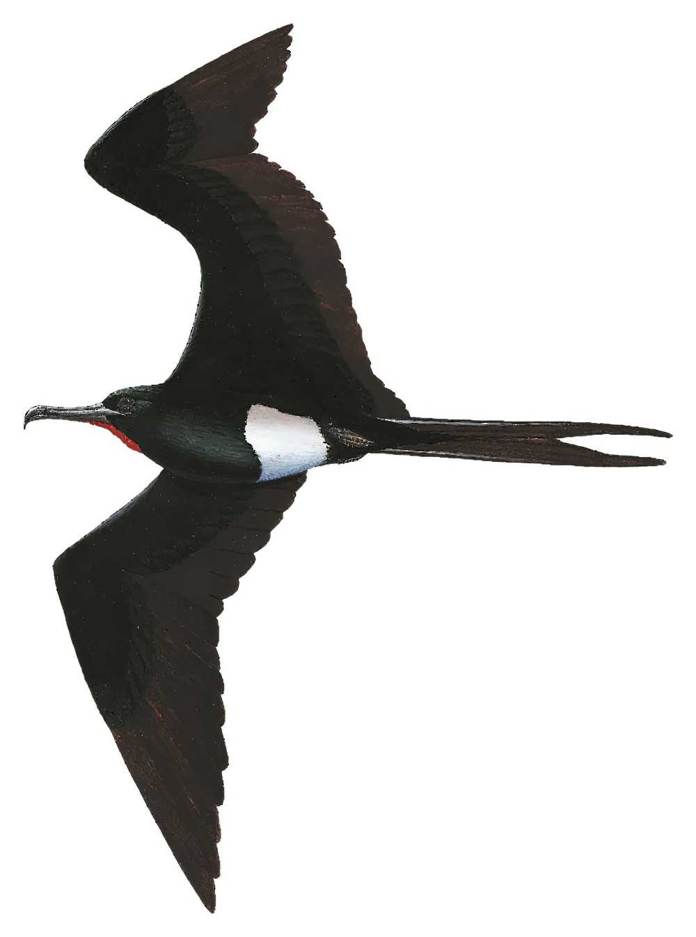 Christmas Island Frigatebird / Fregata andrewsi