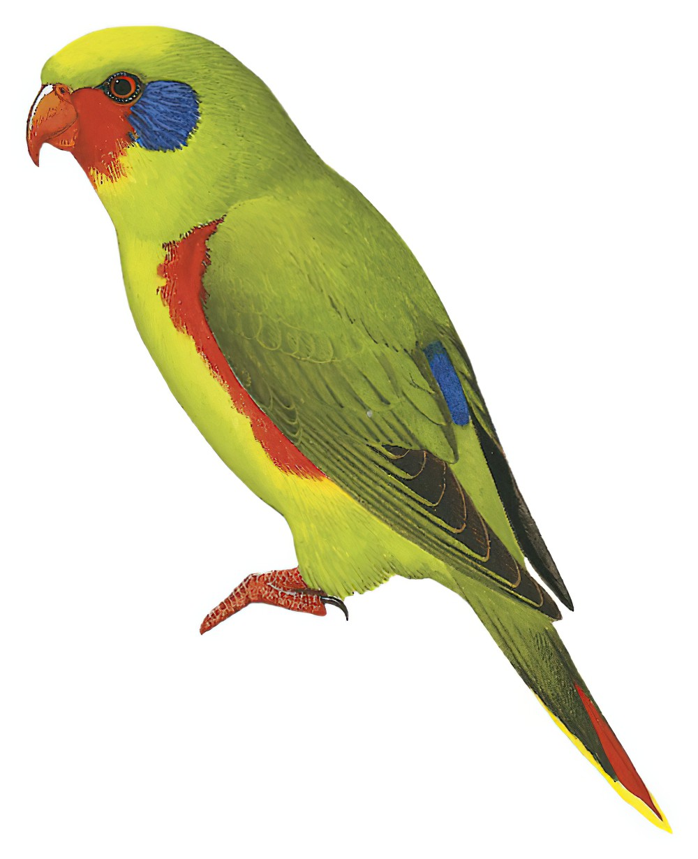 Red-flanked Lorikeet / Charmosyna placentis