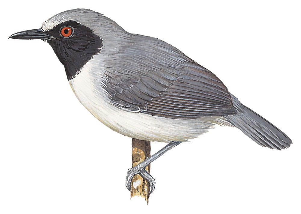 Ash-breasted Antbird / Myrmoborus lugubris