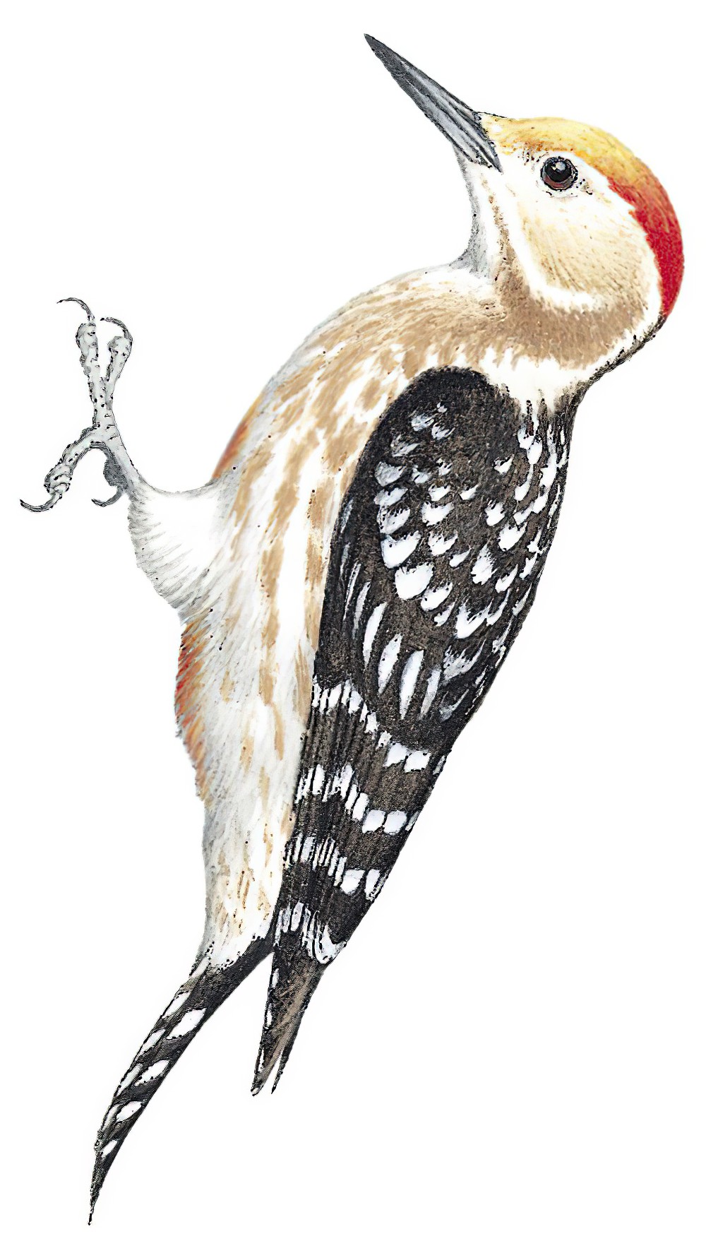Yellow-crowned Woodpecker / Leiopicus mahrattensis