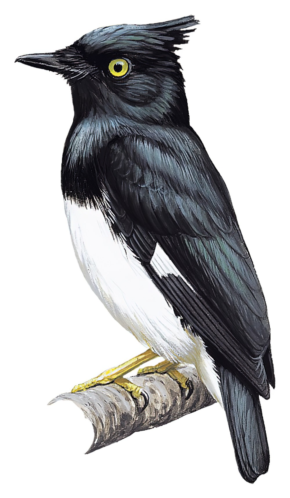 Black-and-white Shrike-flycatcher / Bias musicus