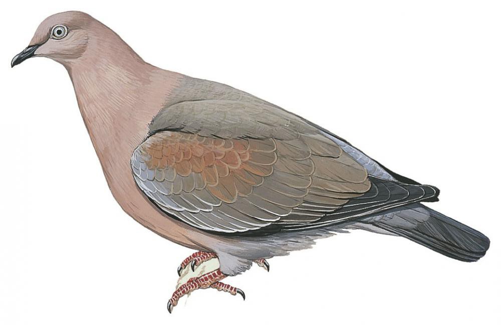 Plain Pigeon / Patagioenas inornata