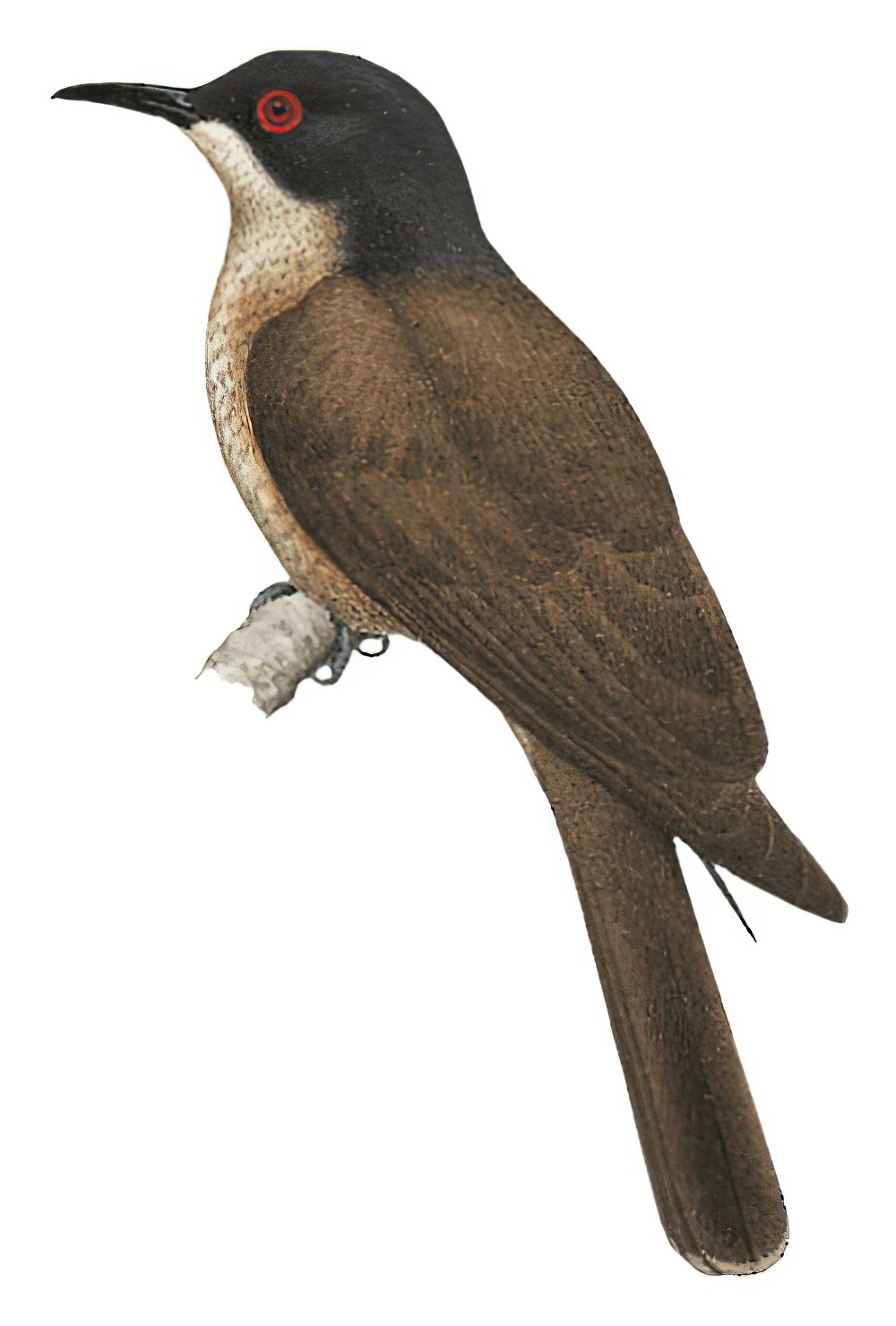 Long-billed Cuckoo / Chrysococcyx megarhynchus