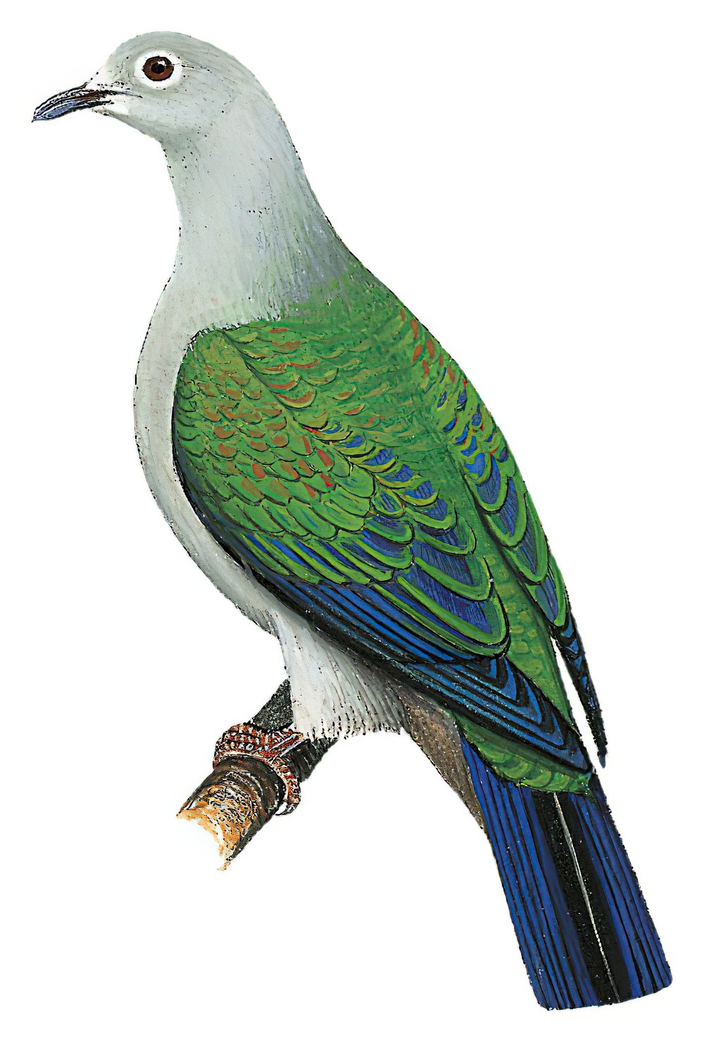 Seram Imperial-Pigeon / Ducula neglecta