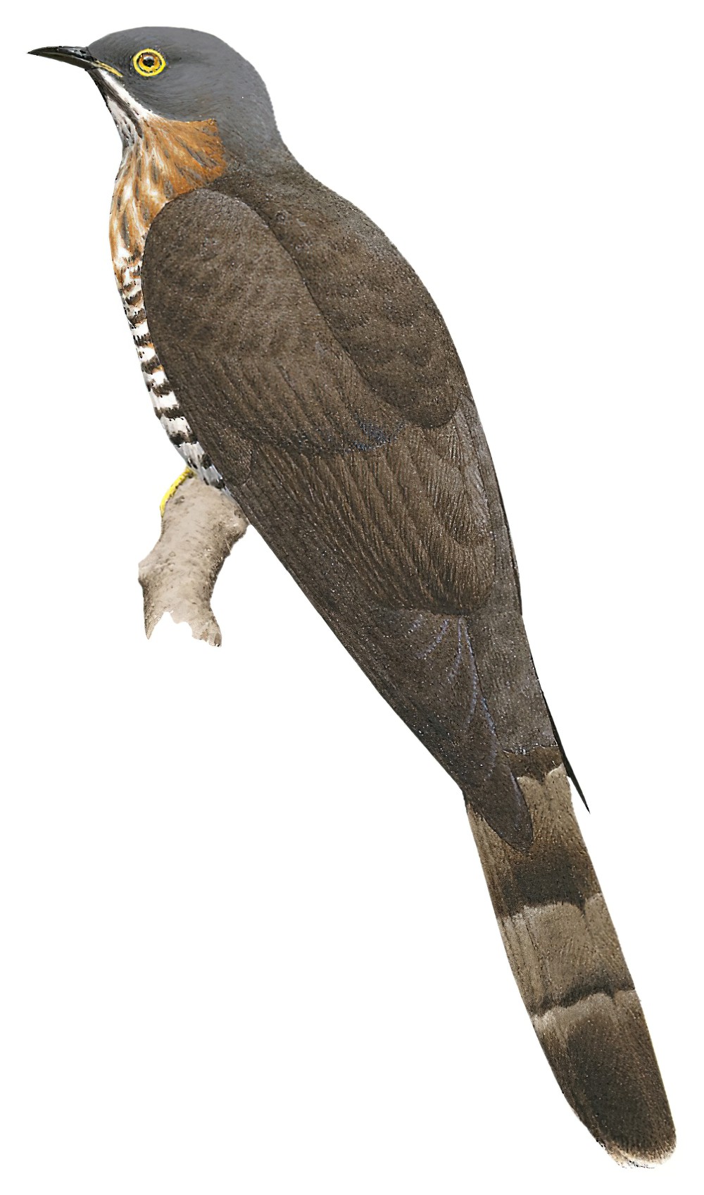 Large Hawk-Cuckoo / Hierococcyx sparverioides