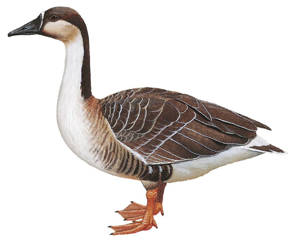 Swan Goose / Anser cygnoides