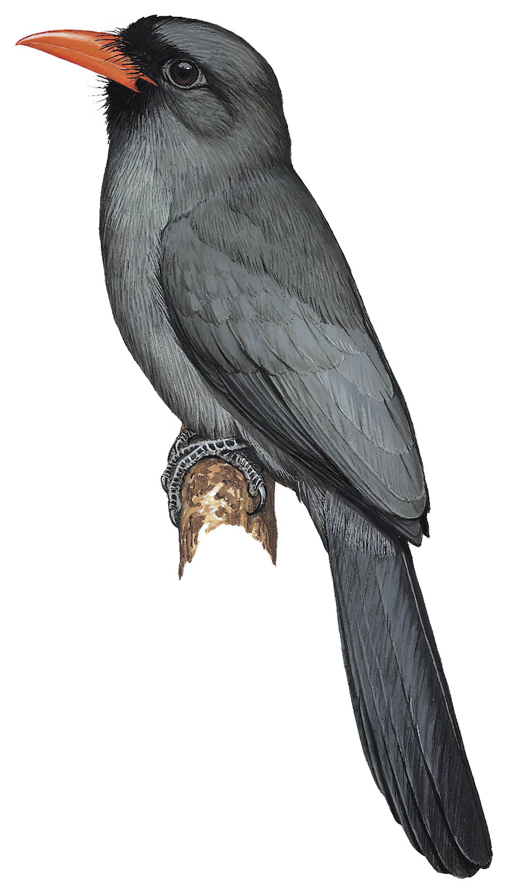 Black-fronted Nunbird / Monasa nigrifrons