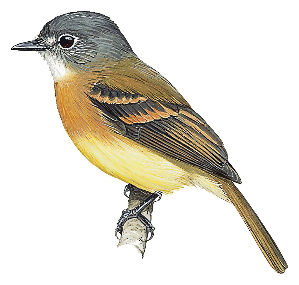 Tawny-chested Flycatcher / Aphanotriccus capitalis