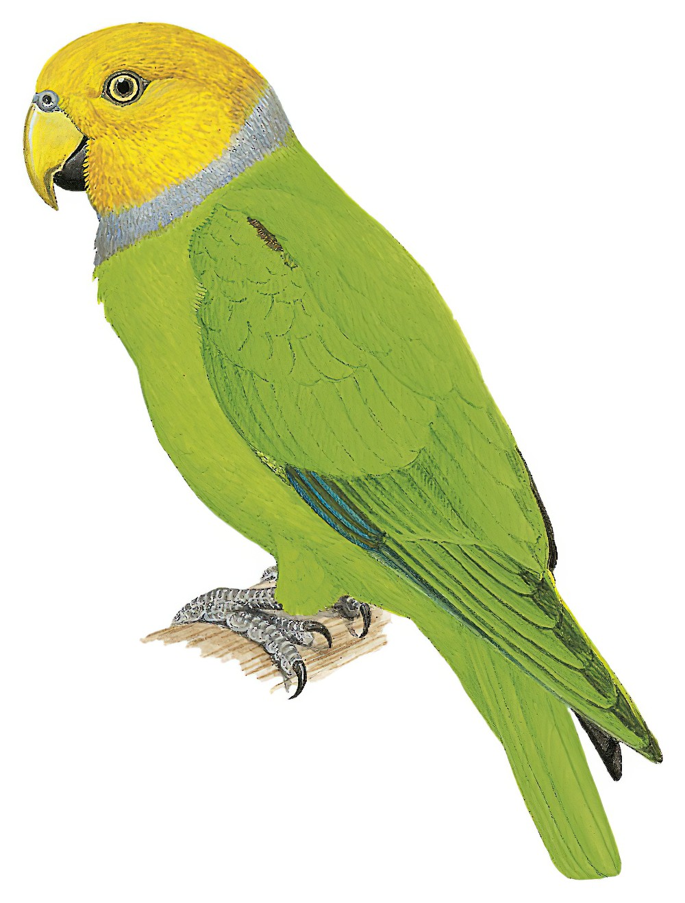 Singing Parrot / Geoffroyus heteroclitus