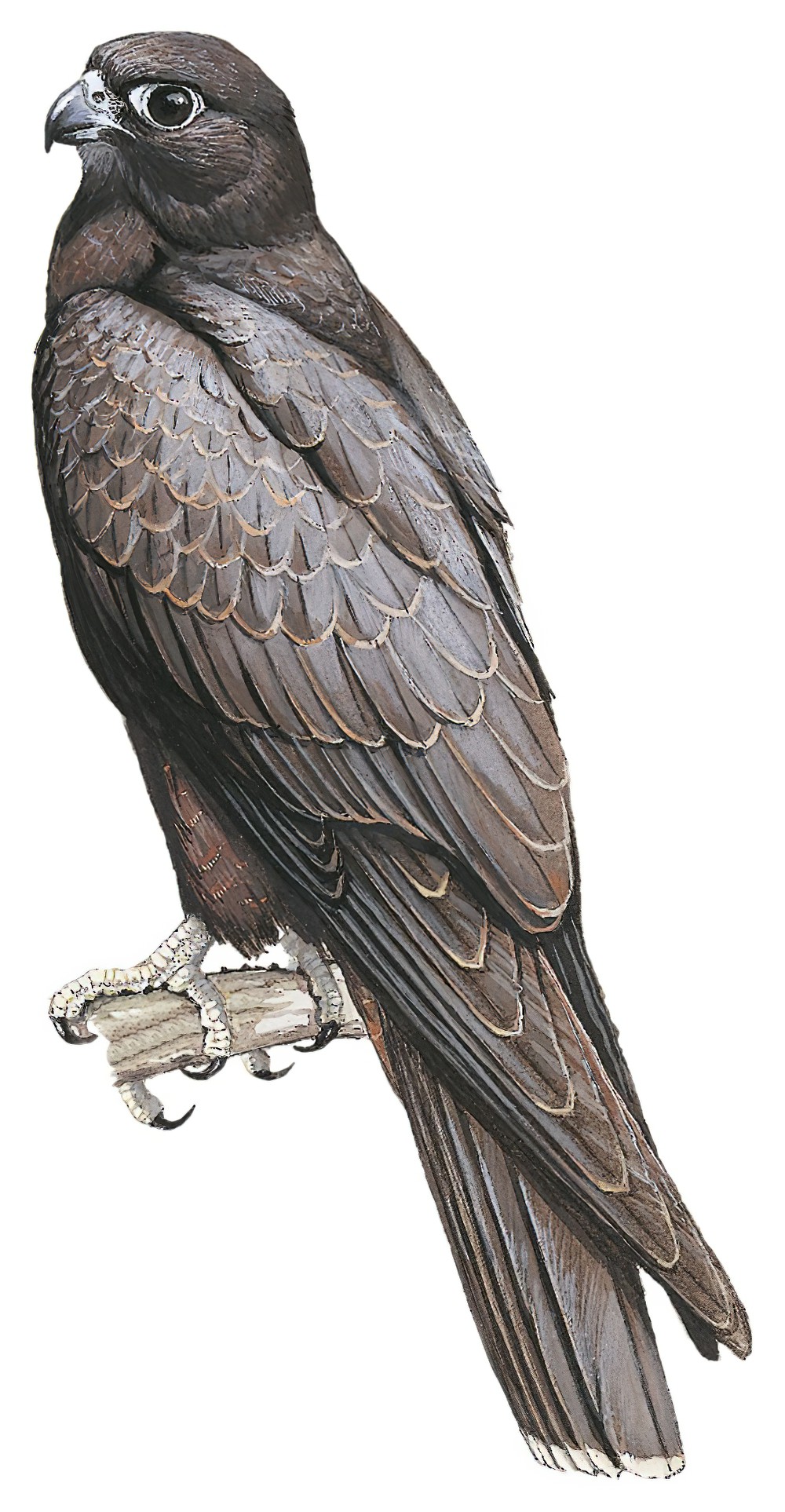 Black Falcon / Falco subniger