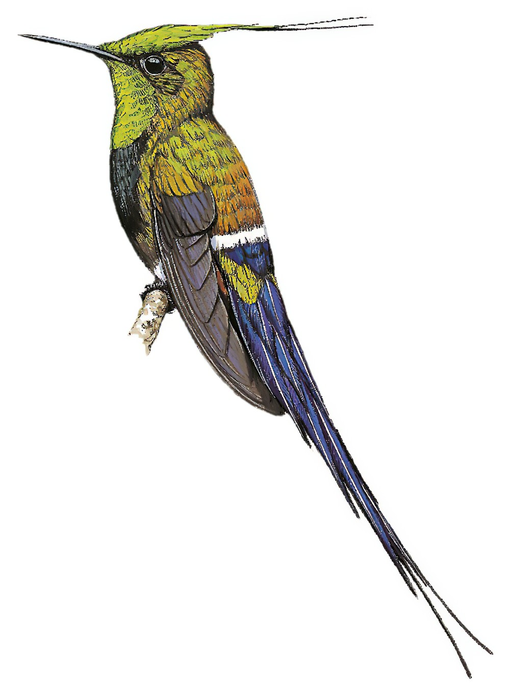 Wire-crested Thorntail / Discosura popelairii