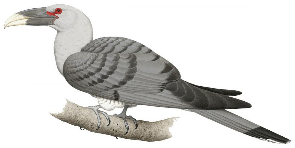 Channel-billed Cuckoo / Scythrops novaehollandiae
