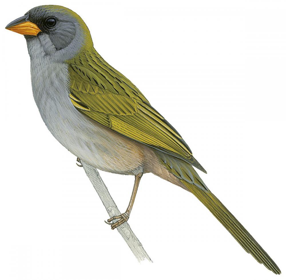Great Pampa-Finch / Embernagra platensis