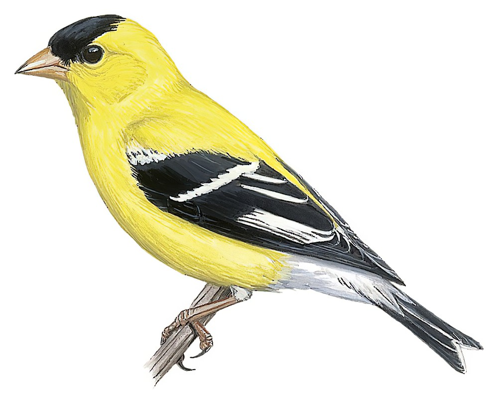 American Goldfinch / Spinus tristis