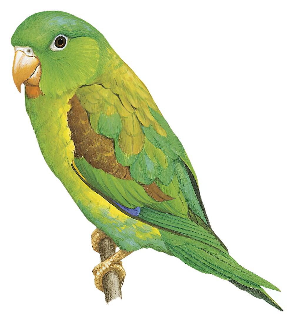 Orange-chinned Parakeet / Brotogeris jugularis