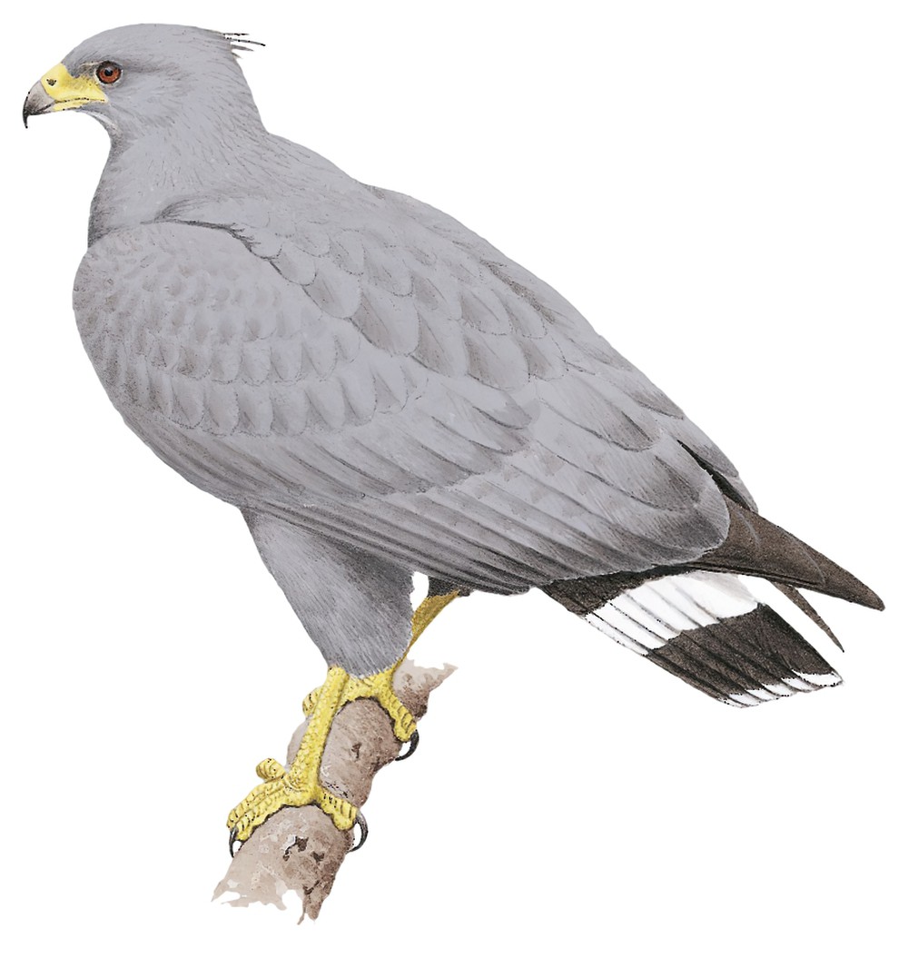 Chaco Eagle / Buteogallus coronatus