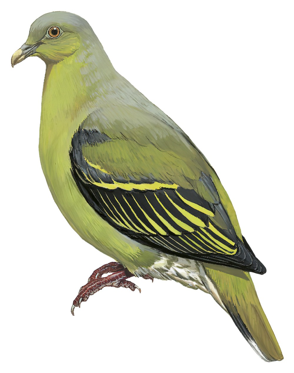 Timor Green-Pigeon / Treron psittaceus