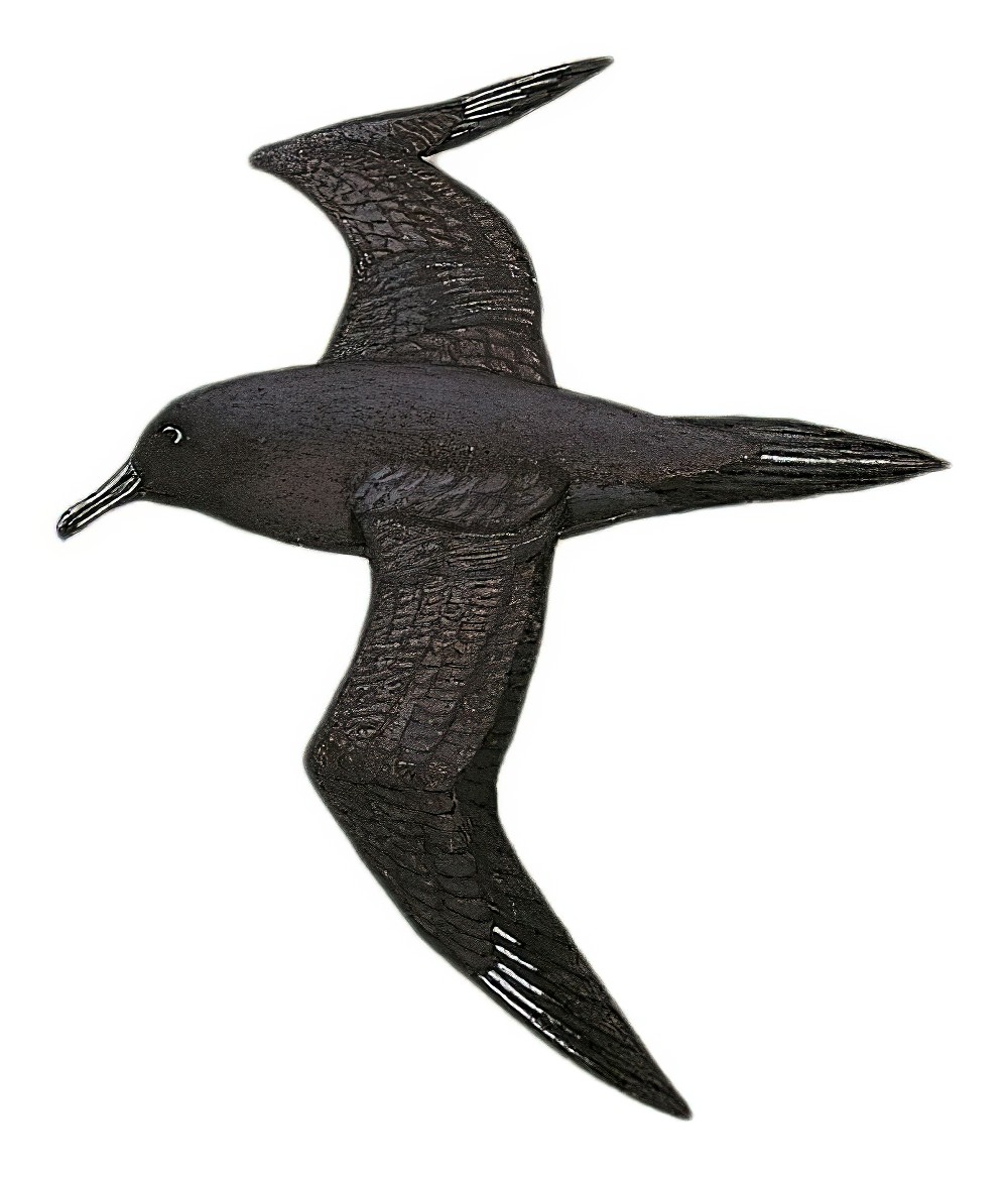 Sooty Albatross / Phoebetria fusca