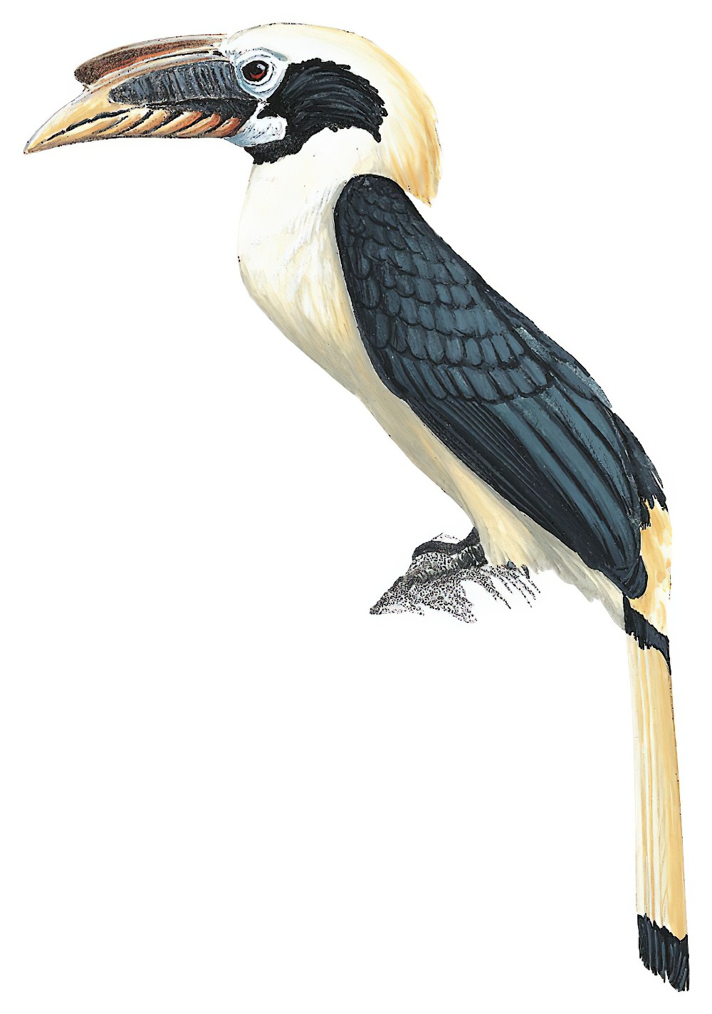 Samar Hornbill / Penelopides samarensis