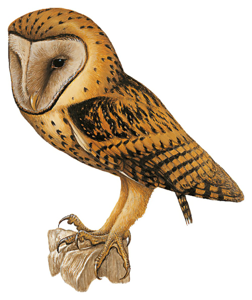 Golden Masked-Owl / Tyto aurantia