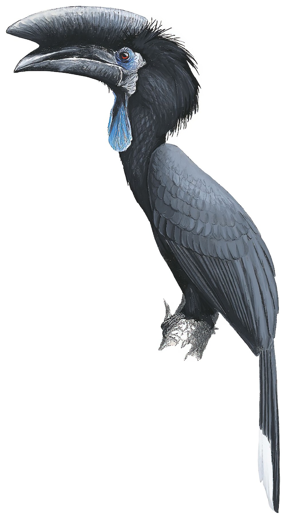 Black-casqued Hornbill / Ceratogymna atrata