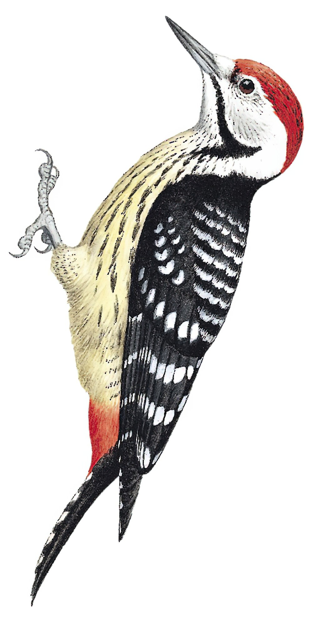 Stripe-breasted Woodpecker / Dendrocopos atratus