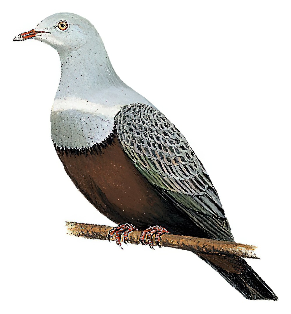Spotted Imperial-Pigeon / Ducula carola