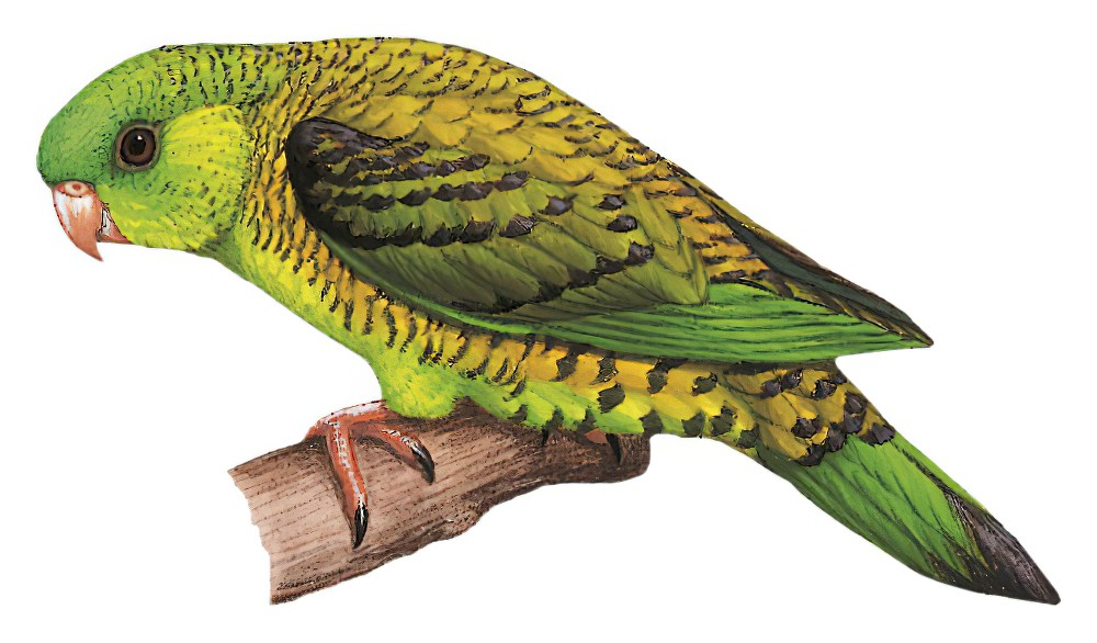 Barred Parakeet / Bolborhynchus lineola