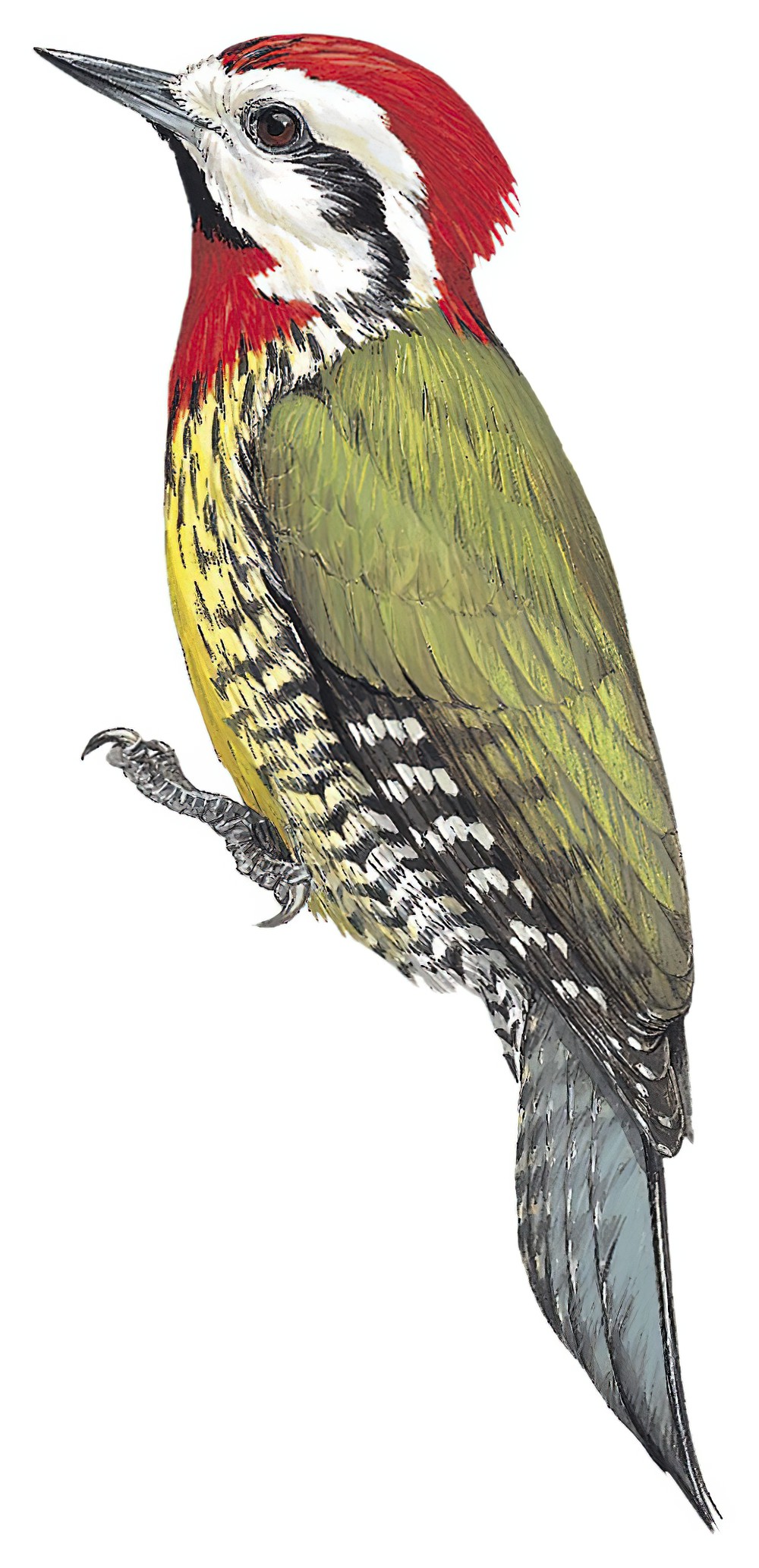 Cuban Green Woodpecker / Xiphidiopicus percussus