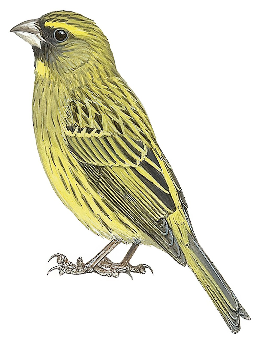 Forest Canary / Crithagra scotops