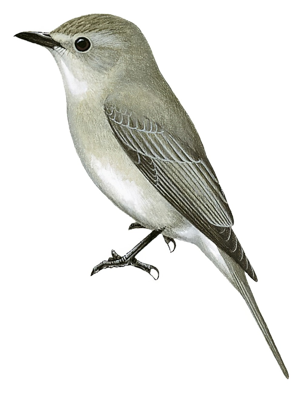 African Gray Flycatcher / Bradornis microrhynchus
