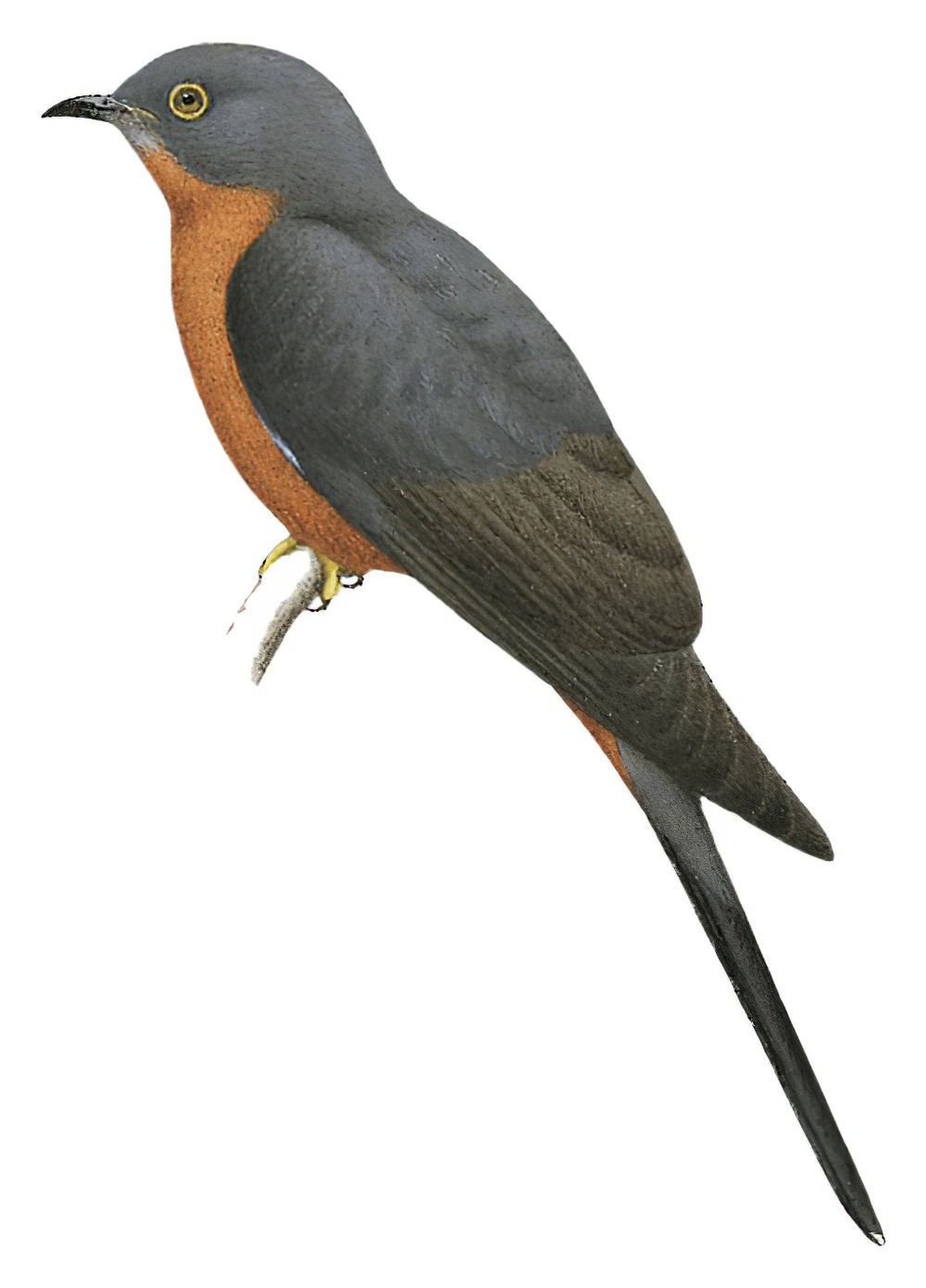 Chestnut-breasted Cuckoo / Cacomantis castaneiventris