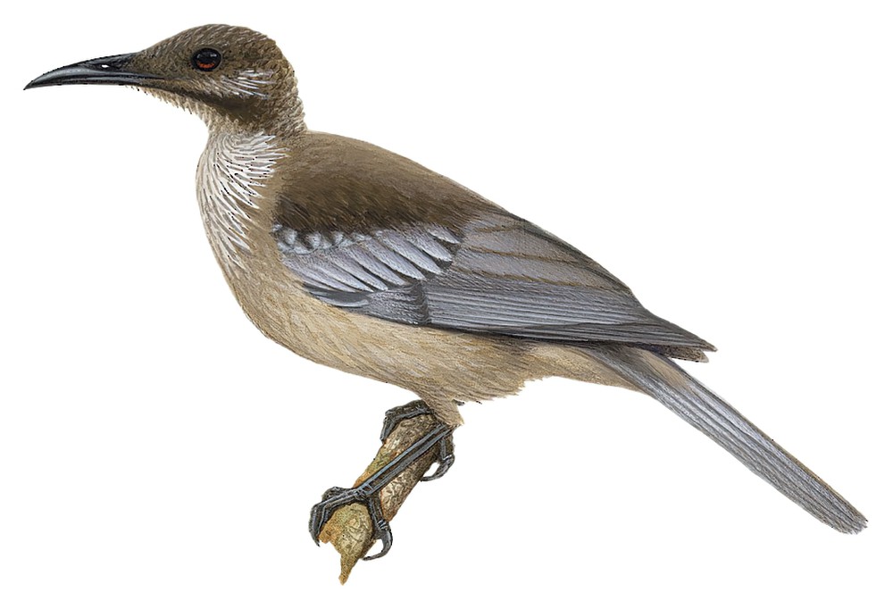 New Caledonian Friarbird / Philemon diemenensis