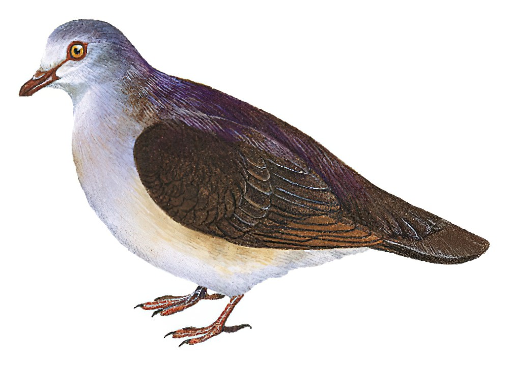 Violaceous Quail-Dove / Geotrygon violacea