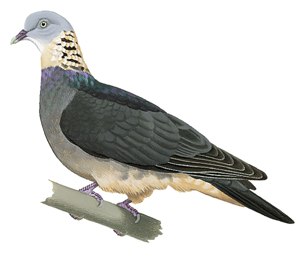Ashy Wood-Pigeon / Columba pulchricollis