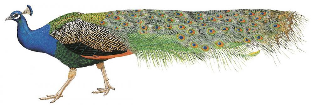 Indian Peafowl / Pavo cristatus