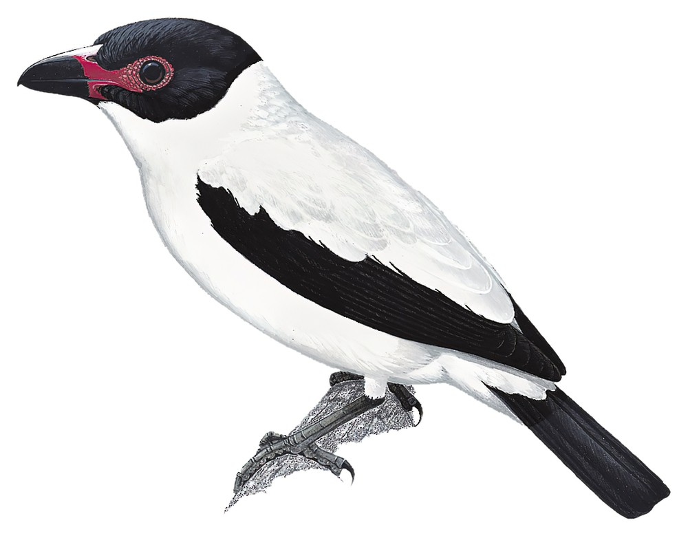 Black-tailed Tityra / Tityra cayana