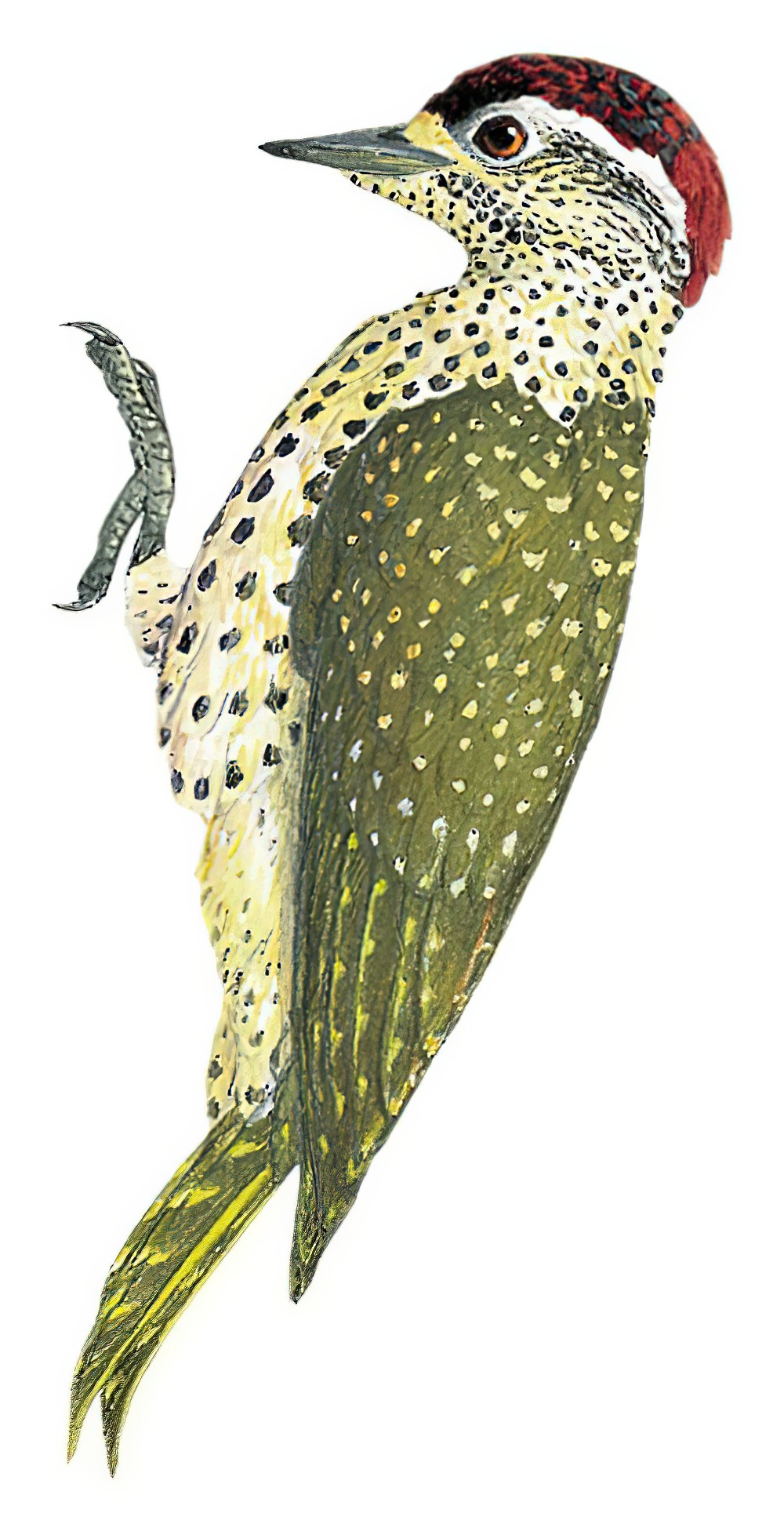 Green-backed Woodpecker / Campethera cailliautii