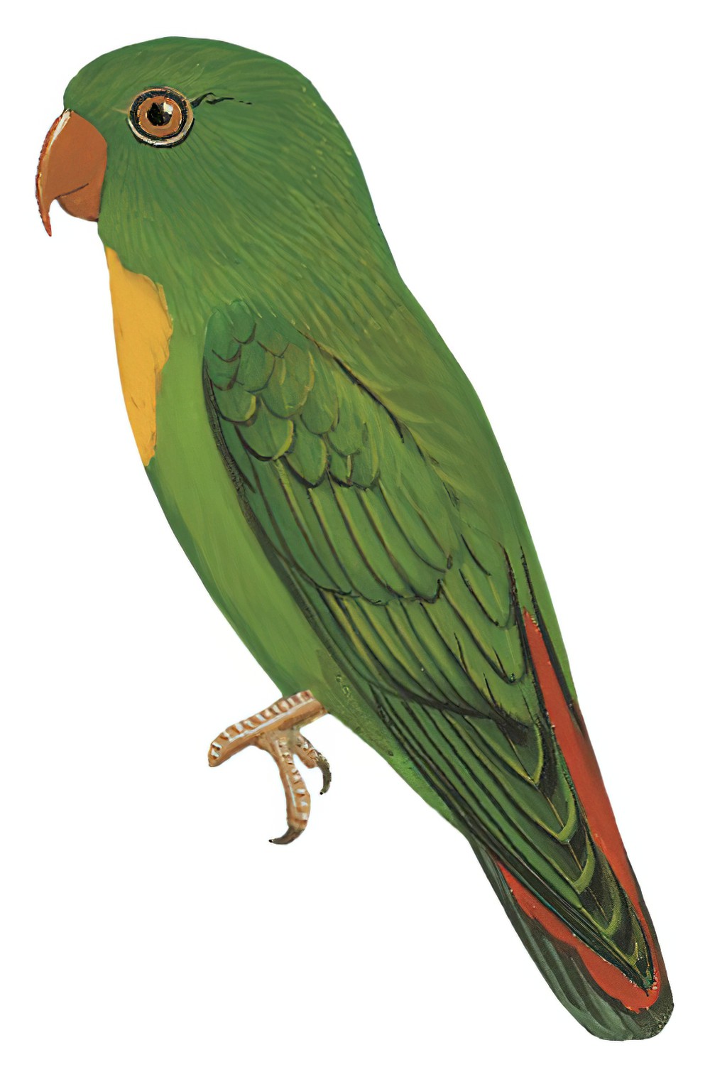 Yellow-throated Hanging-Parrot / Loriculus pusillus