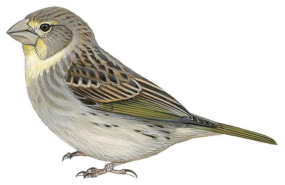 Sulphur-throated Finch / Sicalis taczanowskii