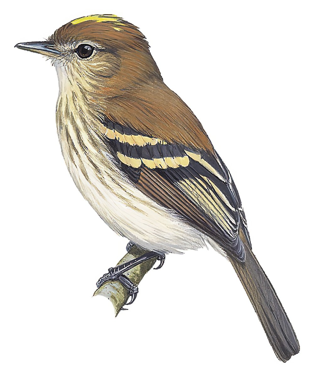 Bran-colored Flycatcher / Myiophobus fasciatus